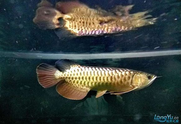 龍魚尾爛是什么情況vs祥龍魚場:祥龍魚場的評價,龍魚尾爛的常見原因 vs祥龍魚場 第1張 龍魚尾爛是什么情況vs祥龍魚場:祥龍魚場的評價,龍魚尾爛的常見原因 龍魚尾爛是什么情況vs祥龍魚場:祥龍魚場的評價,龍魚尾爛的常見原因 vs祥龍魚場 第1張