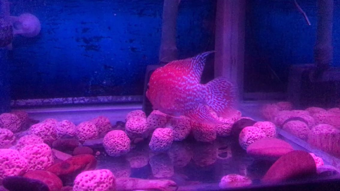 過濾環可以直接放魚缸里嗎(過濾環可以直接放魚缸里嗎) 元寶鳳凰魚百科 第1張 過濾環可以直接放魚缸里嗎(過濾環可以直接放魚缸里嗎) 過濾環可以直接放魚缸里嗎(過濾環可以直接放魚缸里嗎) 元寶鳳凰魚百科 第1張