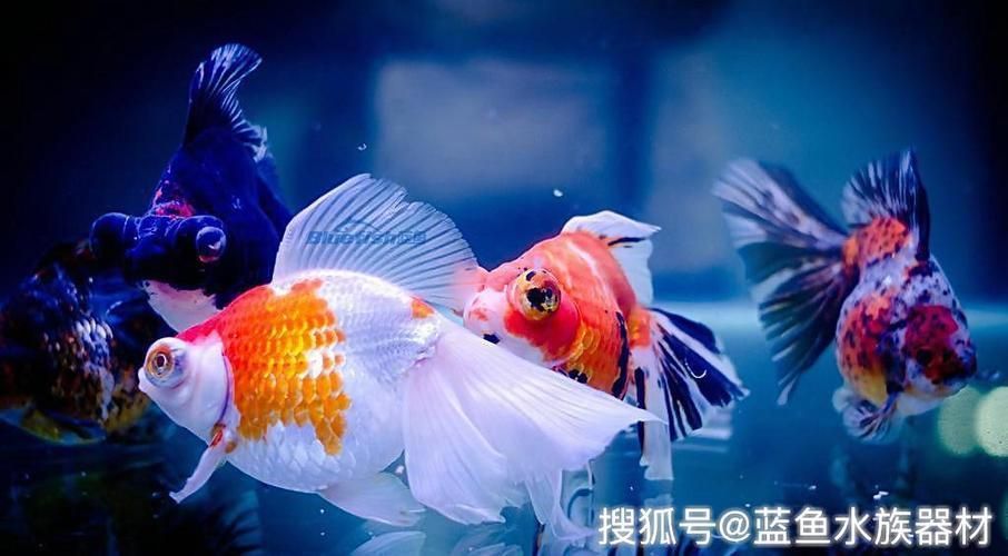金龍魚爛鰓病的治療方法：金龍魚常見疾病的預防措施 金龍魚爛鰓病的治療方法：金龍魚常見疾病的預防措施 金龍魚百科 第2張