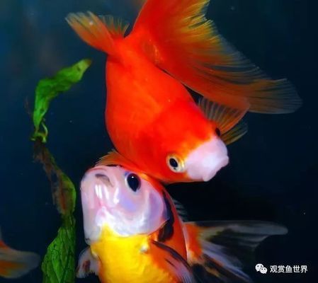 金龍魚爛鰓病的治療方法：金龍魚常見疾病的預防措施 金龍魚爛鰓病的治療方法：金龍魚常見疾病的預防措施 金龍魚百科 第3張
