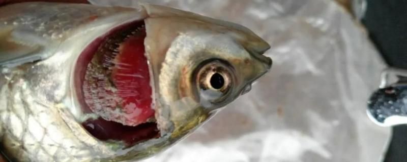 金龍魚爛鰓病的治療方法：金龍魚常見疾病的預防措施 金龍魚爛鰓病的治療方法：金龍魚常見疾病的預防措施 金龍魚百科 第4張