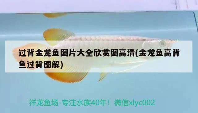 過背金龍魚圖片大全欣賞圖高清(金龍魚高背魚過背圖解)