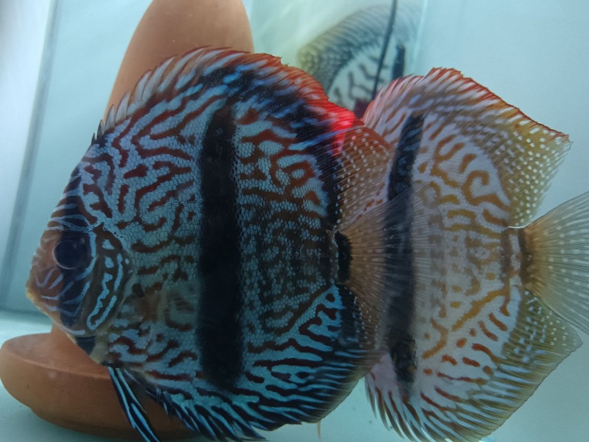 馬來一棟七彩神仙魚