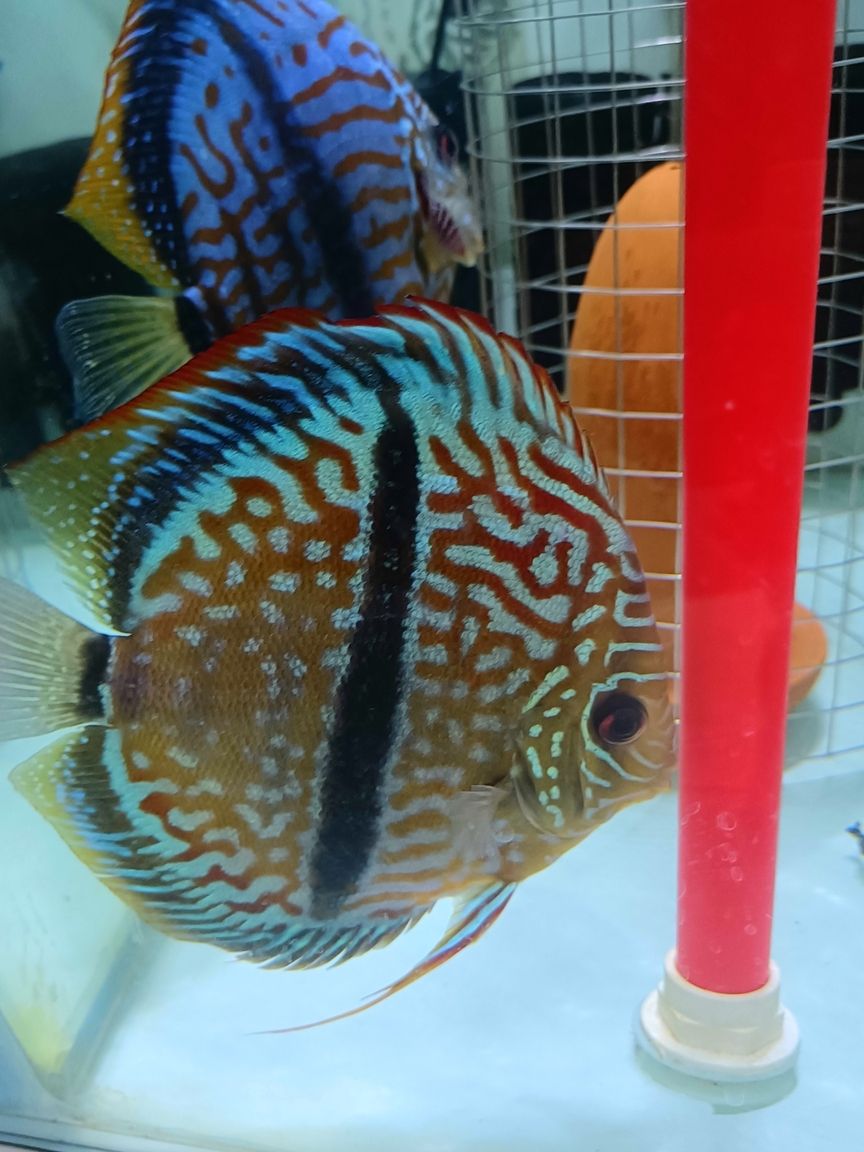 馬來一棟七彩神仙魚