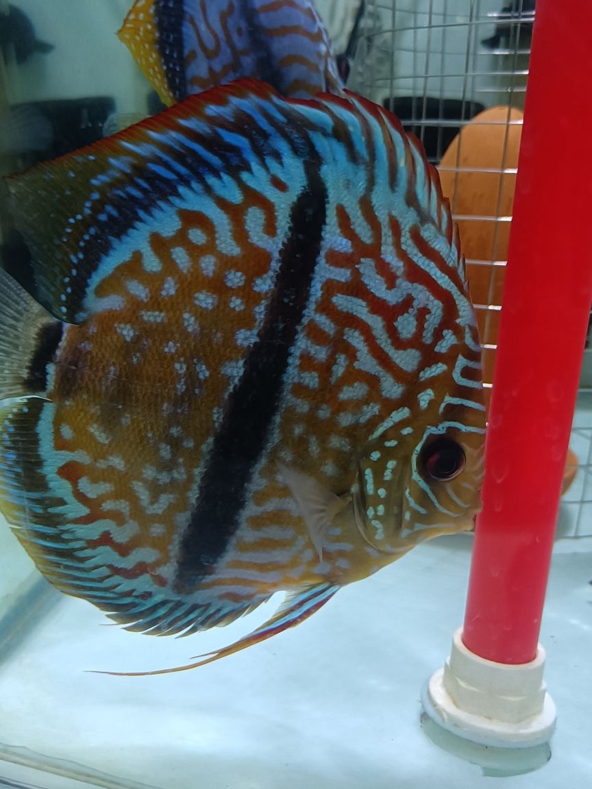 馬來一棟七彩神仙魚