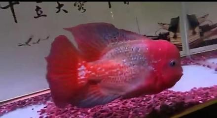 觀賞魚交流平臺推薦哪個（如何選擇觀賞魚交流平臺）