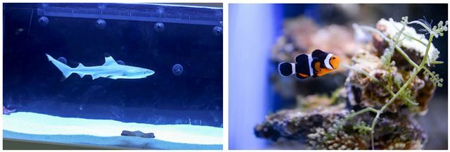 觀賞魚交流平臺推薦哪個（如何選擇觀賞魚交流平臺）