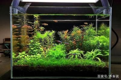 觀賞魚交流平臺推薦哪個（如何選擇觀賞魚交流平臺）