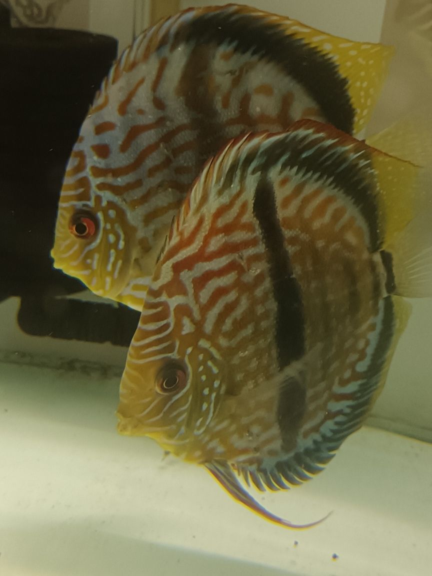 馬來一棟仙