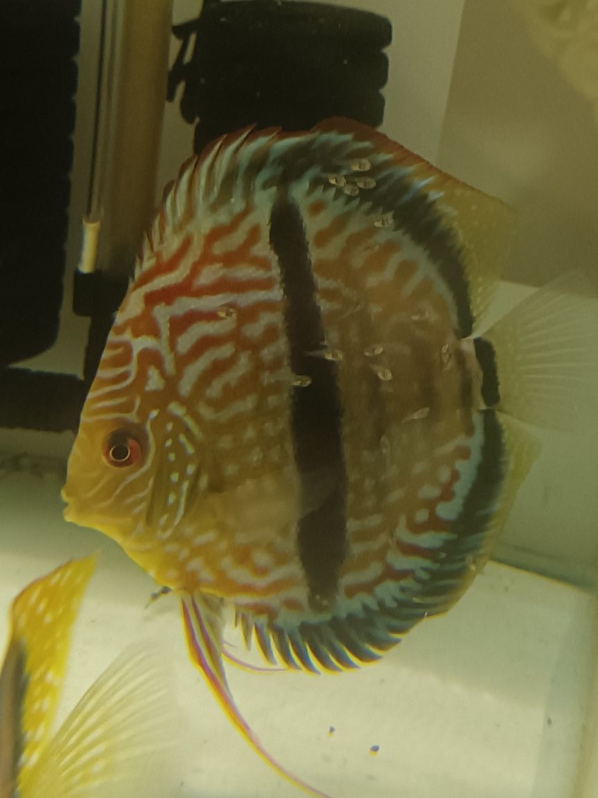 馬來一棟仙