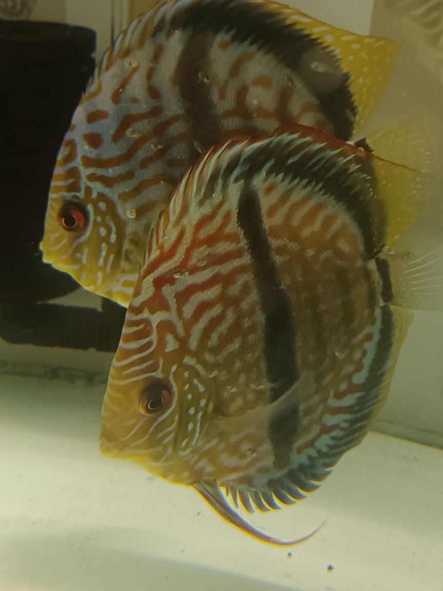 馬來一棟仙