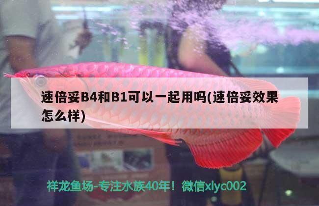 速倍妥B4和B1可以一起用嗎(速倍妥效果怎么樣)