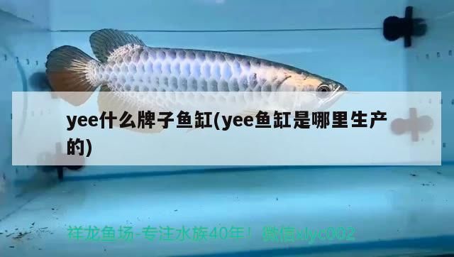 yee什么牌子魚(yú)缸(yee魚(yú)缸是哪里生產(chǎn)的)