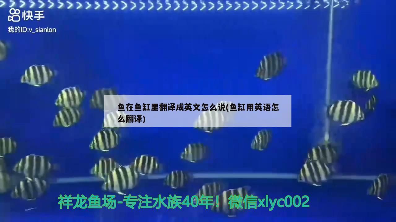 魚在魚缸里翻譯成英文怎么說(魚缸用英語怎么翻譯)