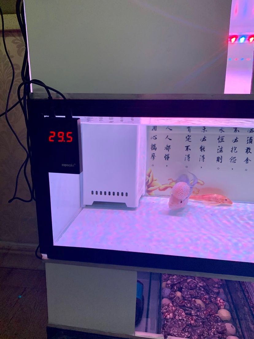 光特億T2