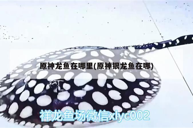 原神龍魚在哪里(原神銀龍魚在哪)