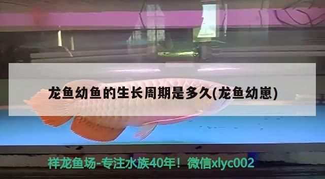龍魚幼魚的生長周期是多久(龍魚幼崽)