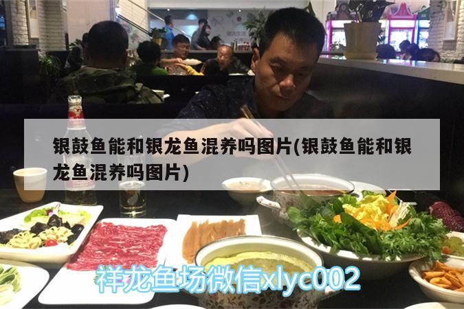 銀鼓魚能和銀龍魚混養嗎圖片(銀鼓魚能和銀龍魚混養嗎圖片) 銀鼓魚能和銀龍魚混養嗎圖片(銀鼓魚能和銀龍魚混養嗎圖片) 銀龍魚百科