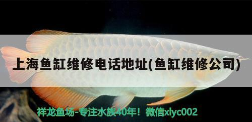 進口元寶鳳凰魚和國產元寶鳳凰魚的區別