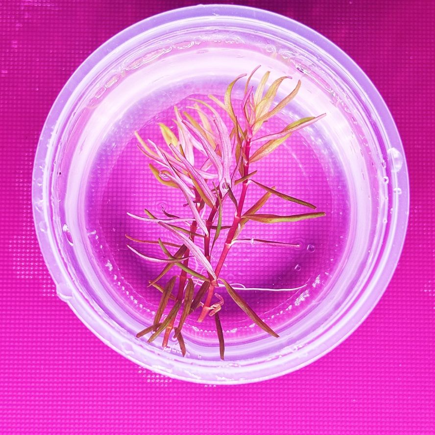 老撾宮廷 老撾宮廷 龍魚論壇 第2張