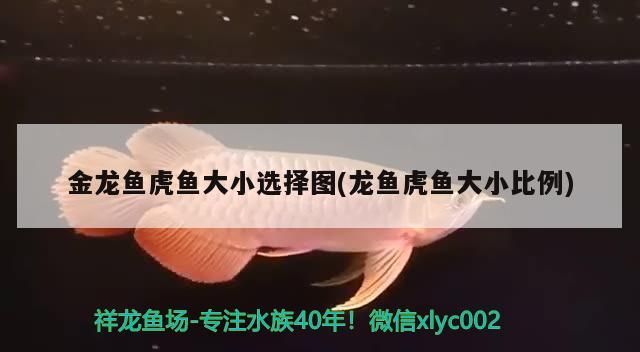 金龍魚虎魚大小選擇圖(龍魚虎魚大小比例)