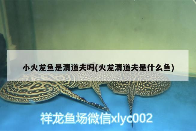 小火龍魚是清道夫嗎(火龍清道夫是什么魚)