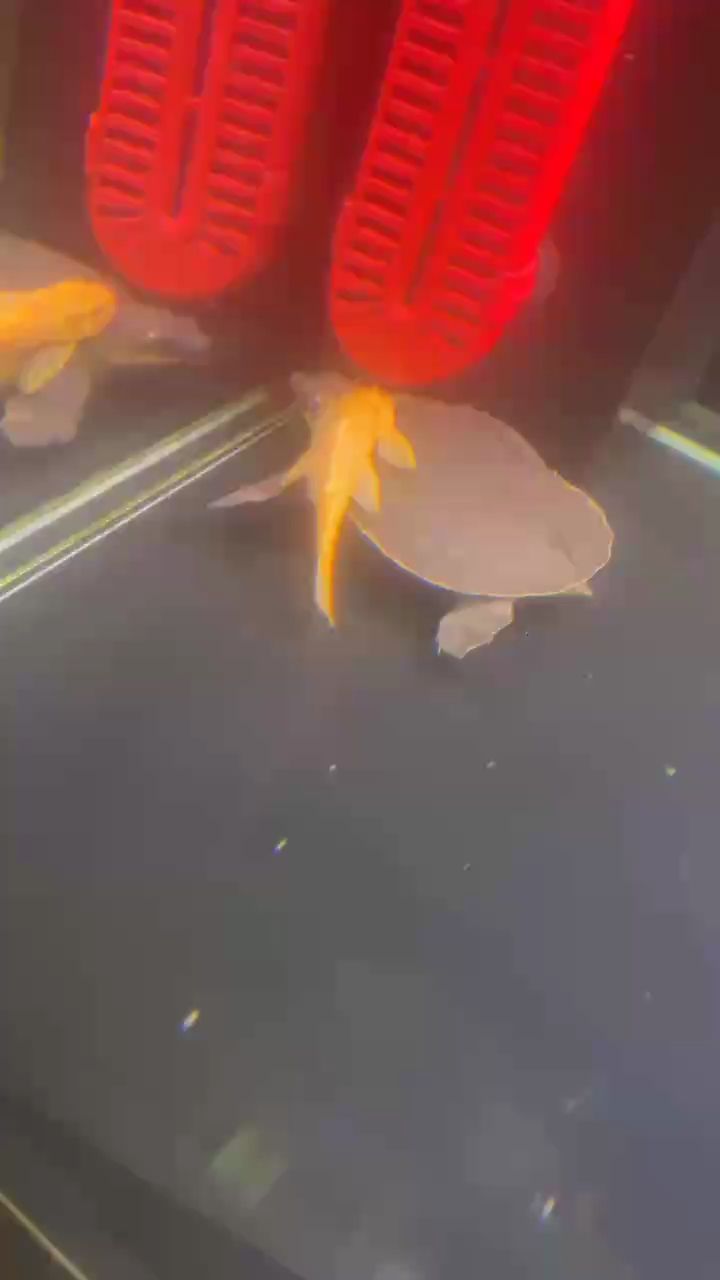這龜，也太懂得享受了吧！ 這龜，也太懂得享受了吧！ 龍魚論壇