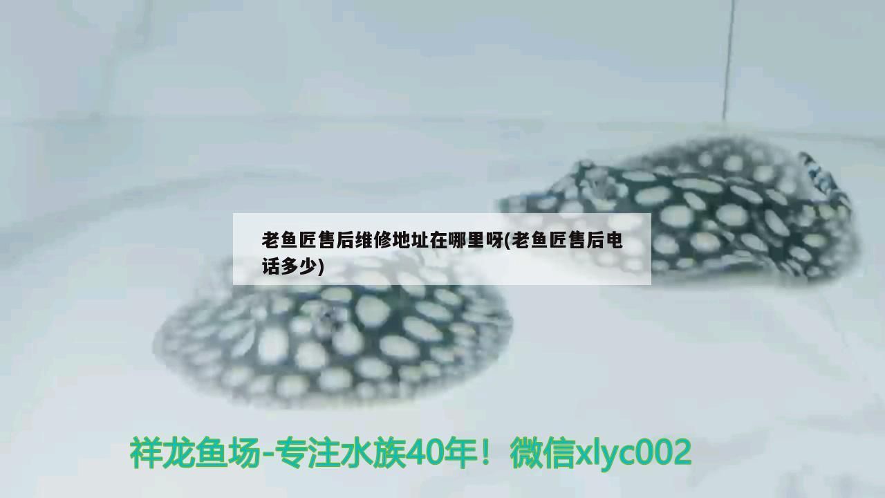 老魚匠售后維修地址在哪里呀(老魚匠售后電話多少)