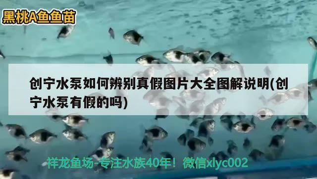 創(chuàng)寧水泵如何辨別真假圖片大全圖解說(shuō)明(創(chuàng)寧水泵有假的嗎)