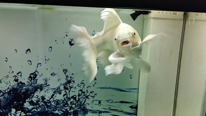 龍魚干蝦有營養嗎 普身蝴蝶鯉成長記錄 龍魚論壇 普身蝴蝶鯉成長記錄 普身蝴蝶鯉成長記錄 龍魚論壇