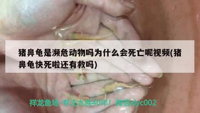 豬鼻龜是瀕危動物嗎為什么會死亡呢視頻(豬鼻龜快死啦還有救嗎)