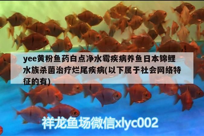 yee黃粉魚藥白點凈水霉疾病養魚日本錦鯉水族殺菌治療爛尾疾病(以下屬于社會網絡特征的有)