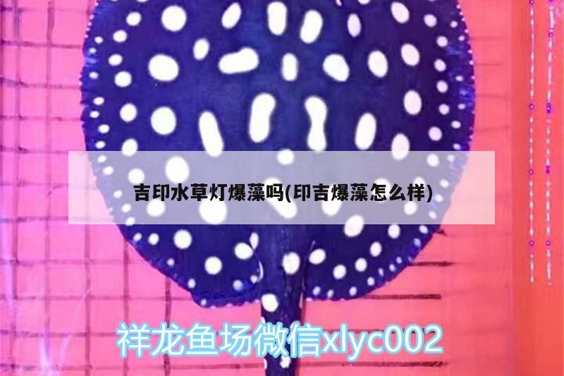 魚缸造景先放沙還是先放水(魚缸造景先鋪沙還是先放石頭) 吉印水草燈爆藻嗎(印吉爆藻怎么樣) 吉印水族 吉印水草燈爆藻嗎(印吉爆藻怎么樣) 吉印水草燈爆藻嗎(印吉爆藻怎么樣) 吉印水族