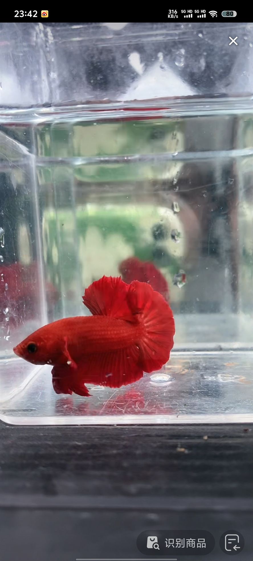 有在閩侯甘蔗的朋友喜歡斗魚的嘛