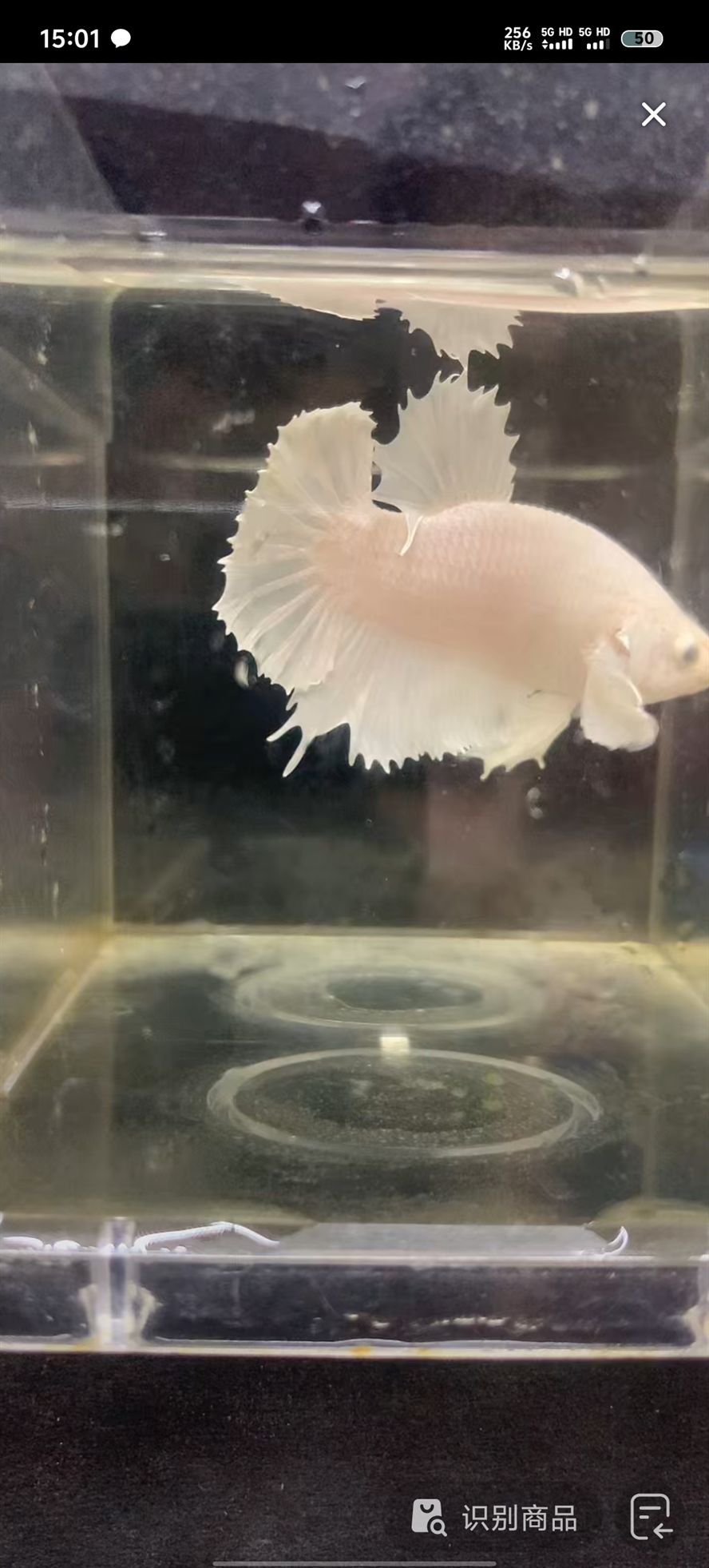 有在閩侯甘蔗的朋友喜歡斗魚的嘛
