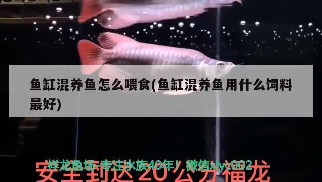 小型玻璃魚缸價格圖片大全：選擇適合家庭的小型玻璃魚缸，小型玻璃魚缸價格及圖片大全