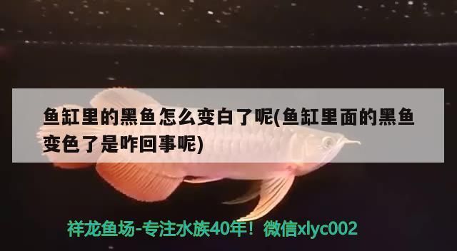 小型玻璃魚缸價格圖片大全：選擇適合家庭的小型玻璃魚缸，小型玻璃魚缸價格及圖片大全
