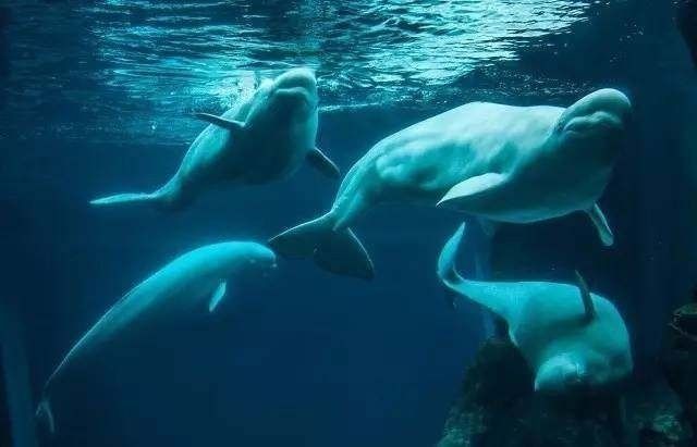 世界十大水族館排名榜：世界上最大的水族館之一，世界十大水族館之一