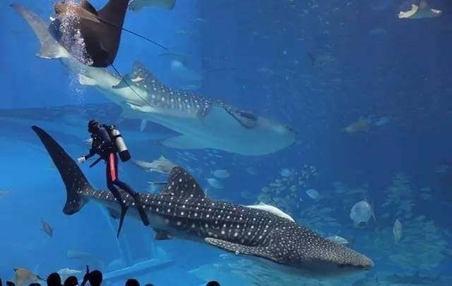 世界十大水族館排名榜：世界上最大的水族館之一，世界十大水族館之一