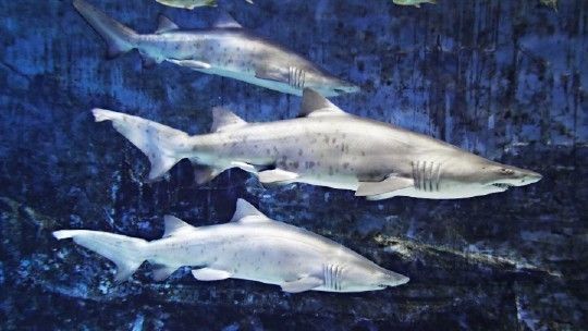 水族館哪個地方的好一點：上海海洋奇夢海洋奇夢館，北京海洋館是一座巨大的海螺型建筑