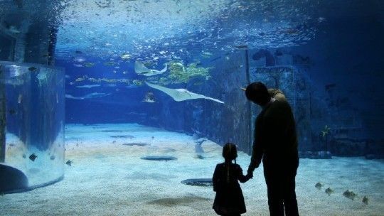 水族館哪個地方的好一點：上海海洋奇夢海洋奇夢館，北京海洋館是一座巨大的海螺型建筑