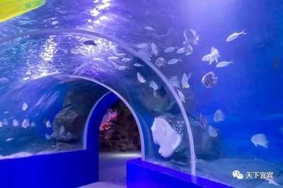 水族館哪個地方的好一點：上海海洋奇夢海洋奇夢館，北京海洋館是一座巨大的海螺型建筑