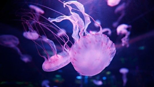 水族館哪個地方的好一點：上海海洋奇夢海洋奇夢館，北京海洋館是一座巨大的海螺型建筑