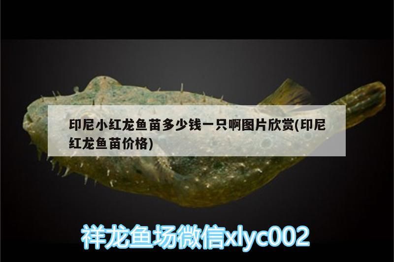 印尼小紅龍魚苗多少錢一只啊圖片欣賞(印尼紅龍魚苗價格)