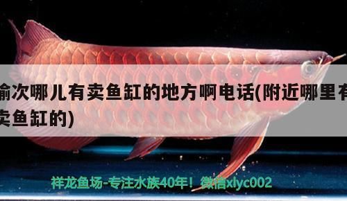 龍魚干蝦有營養嗎 榆次哪兒有賣魚缸的地方啊電話(附近哪里有賣魚缸的) iwish愛唯希品牌魚缸 榆次哪兒有賣魚缸的地方啊電話(附近哪里有賣魚缸的) 榆次哪兒有賣魚缸的地方啊電話(附近哪里有賣魚缸的) iwish愛唯希品牌魚缸