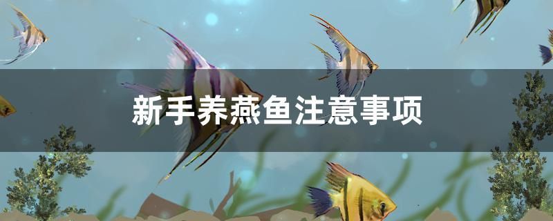 新手養燕子魚注意事項