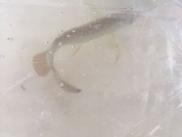 5a過背金龍魚好不好養(yǎng)：5a過背金龍魚養(yǎng)殖的注意事項(xiàng)