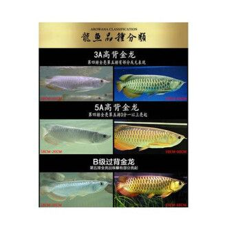 5a過背金龍魚好不好養(yǎng)：5a過背金龍魚養(yǎng)殖的注意事項(xiàng)