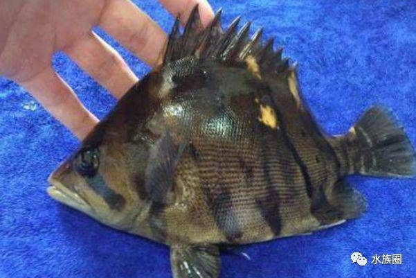 虎魚為什么變黑：虎魚為什么會變黑 虎魚為什么變黑：虎魚為什么會變黑 虎魚百科 第2張