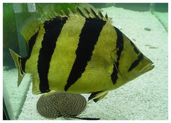 泰虎魚怎么養(yǎng)活最好看的：泰虎魚怎么養(yǎng)活最好看
